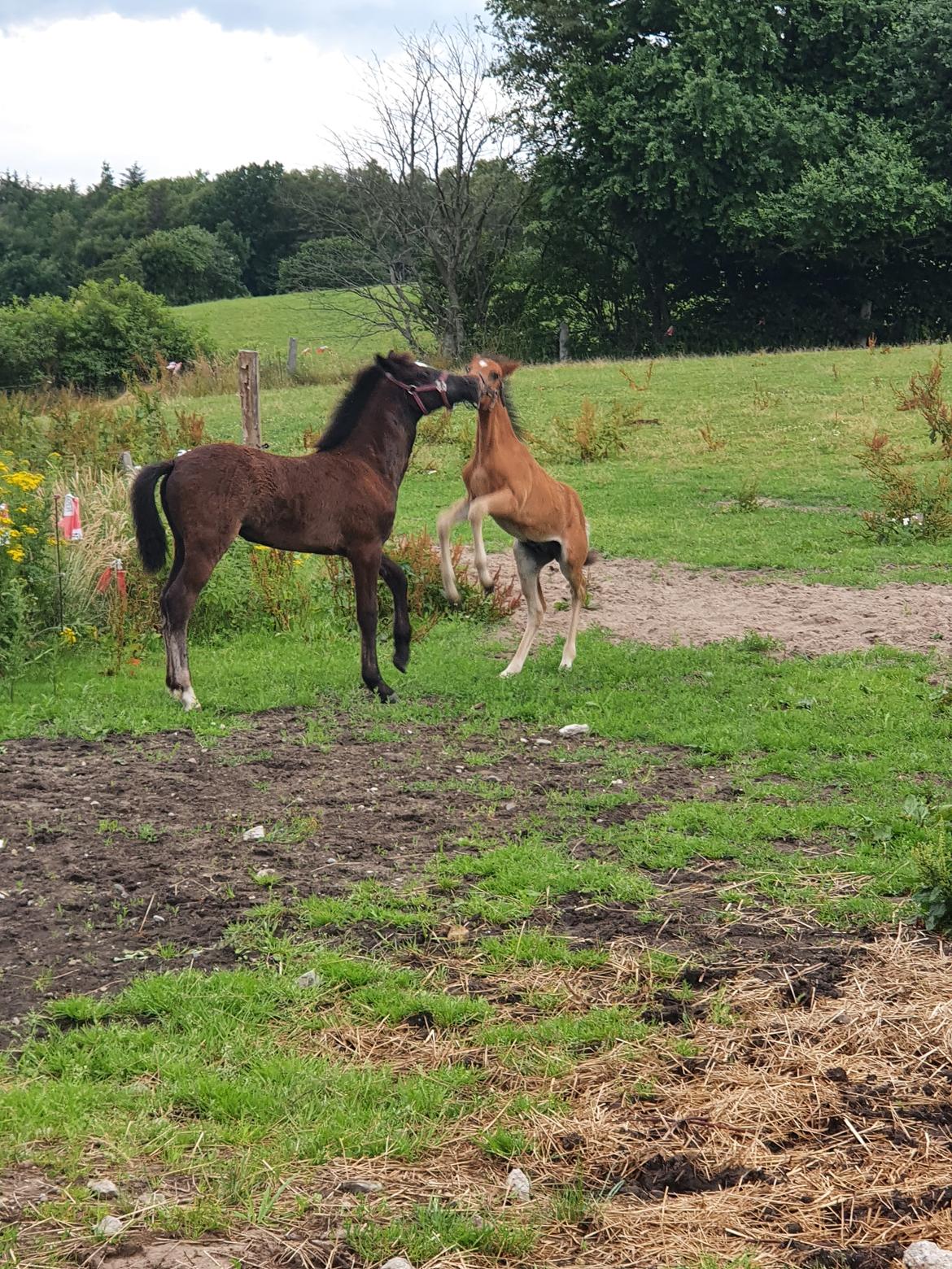 Anden særlig race Harbogaards Skumfidus billede 17