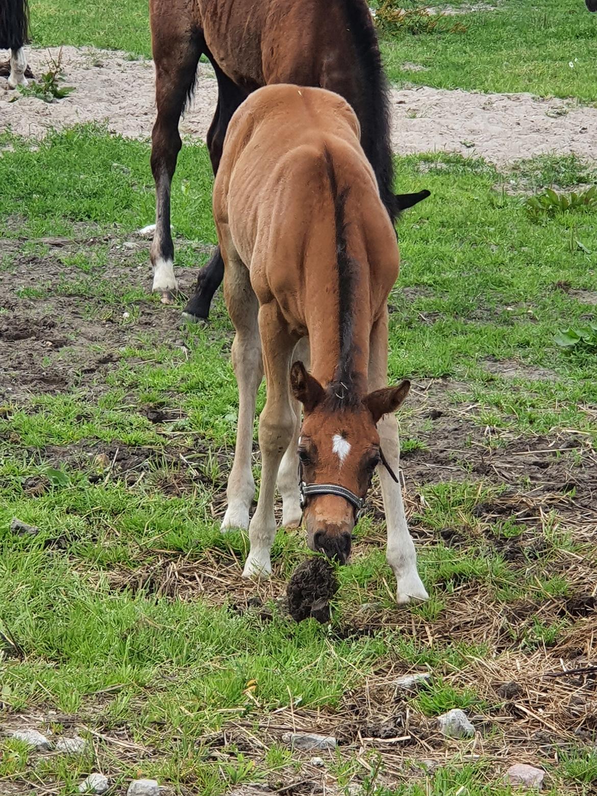 Anden særlig race Harbogaards Skumfidus billede 15