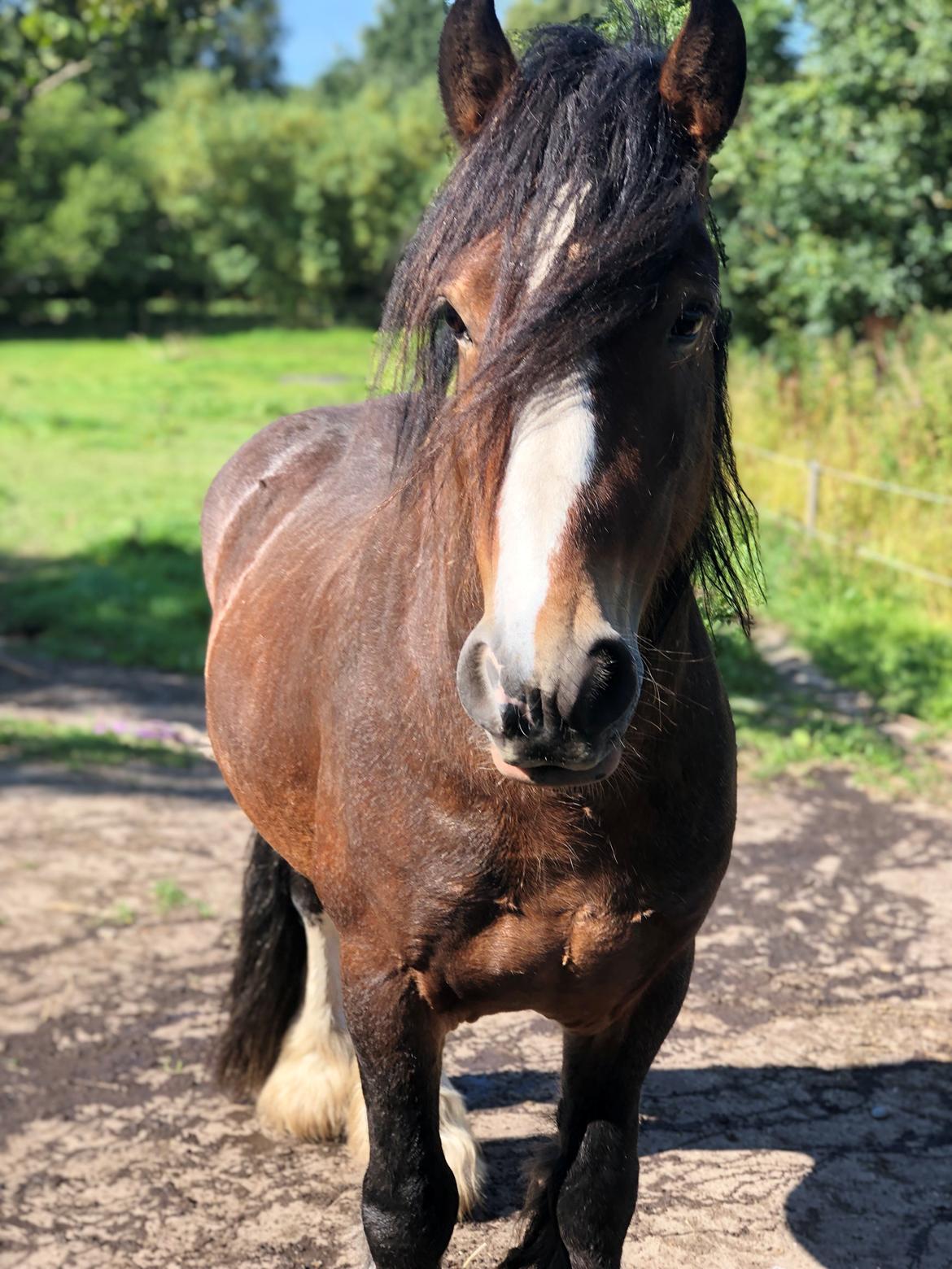 Irish Cob Lærkegaardens Ronan O'Riagain "solgt" billede 15