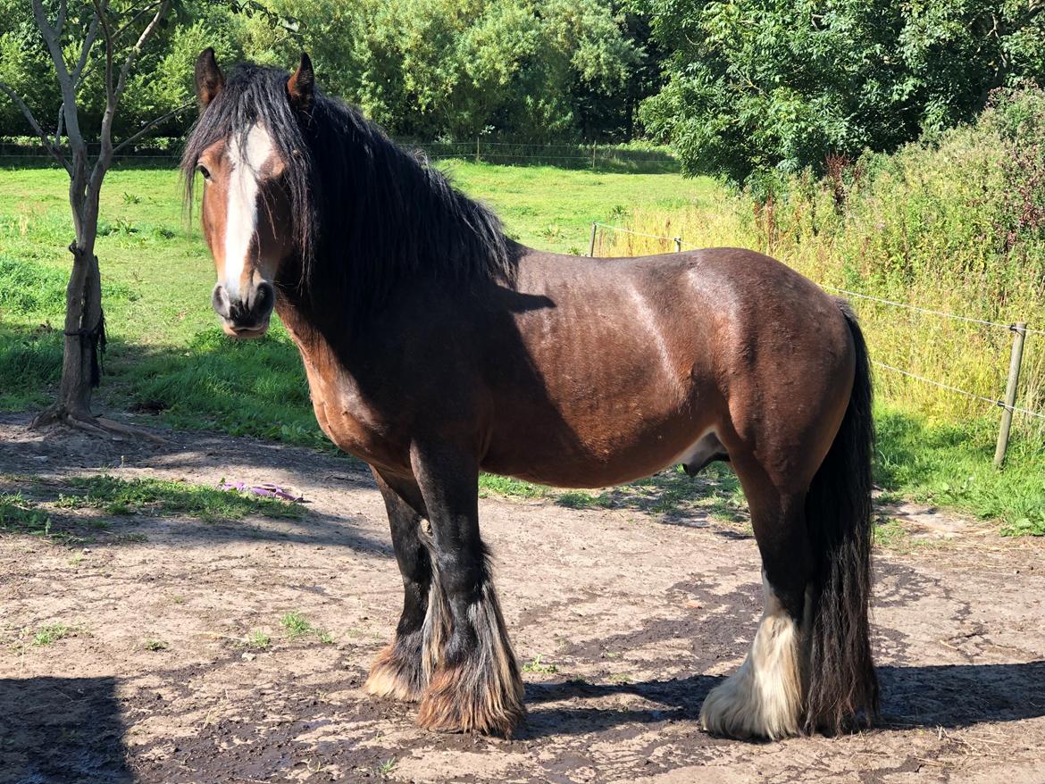 Irish Cob Lærkegaardens Ronan O'Riagain "solgt" billede 14