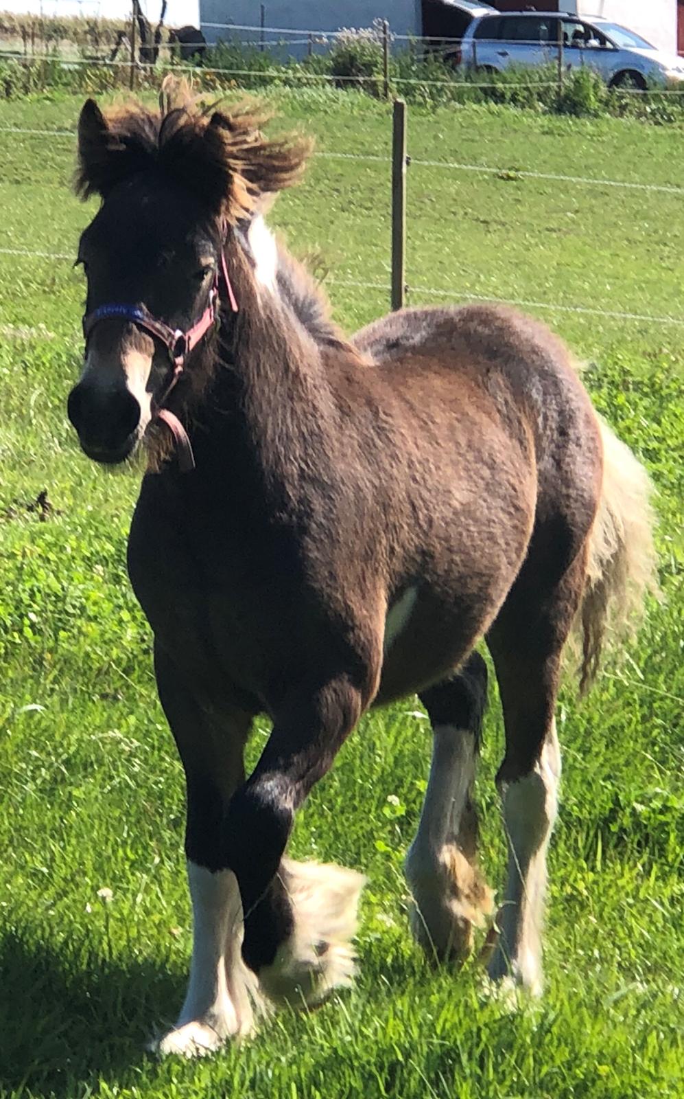 Irish Cob Team Hammer's Classic "solgt" billede 9