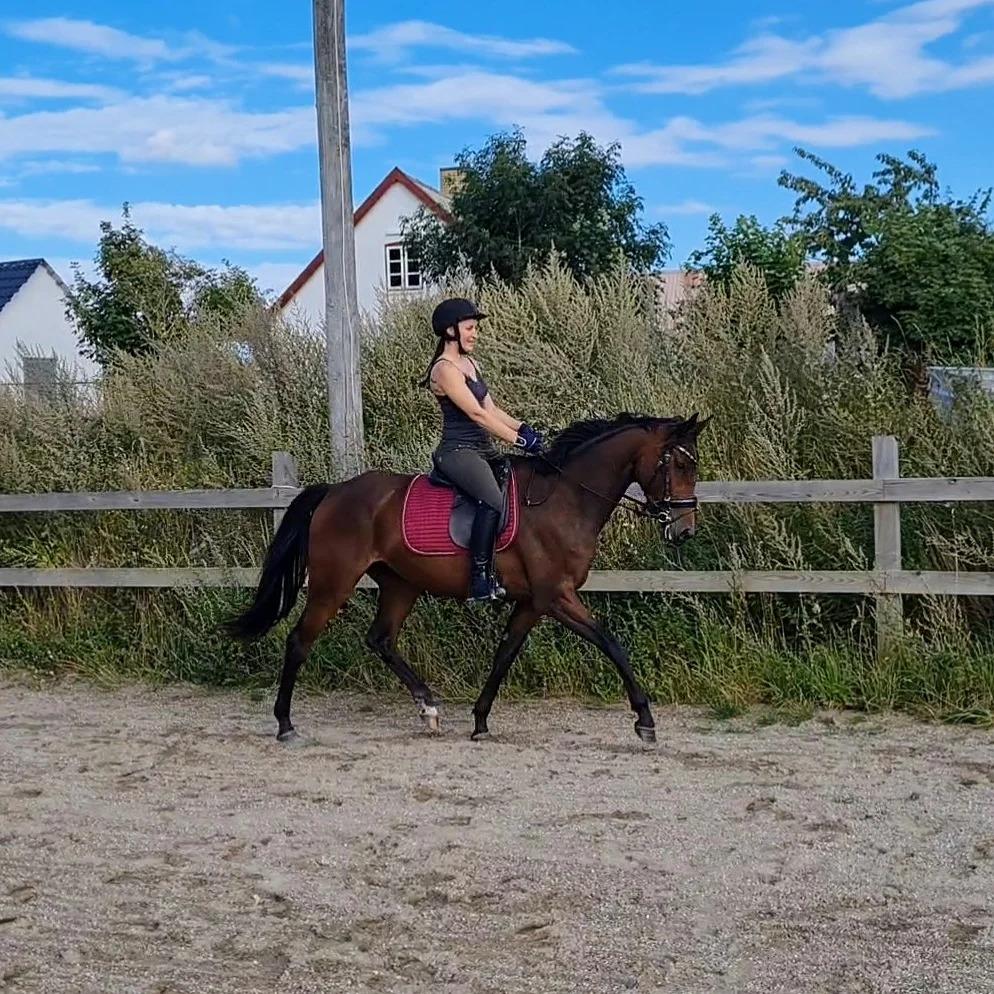 Anden særlig race Mosedalens La Prima billede 4