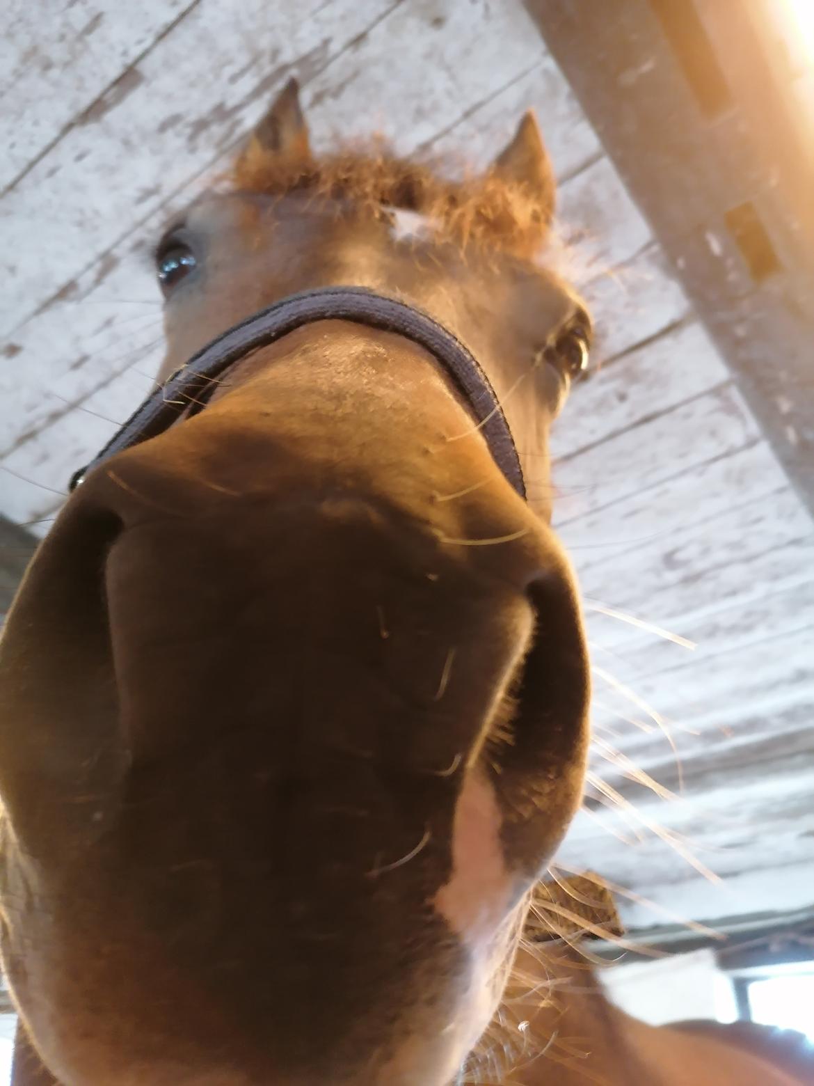 Welsh Pony af Cob-type (sec C) Fjordglimt Guinness  billede 2