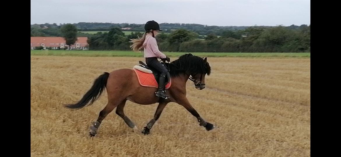 Welsh Mountain (sec A) Single wouds Eljo billede 1