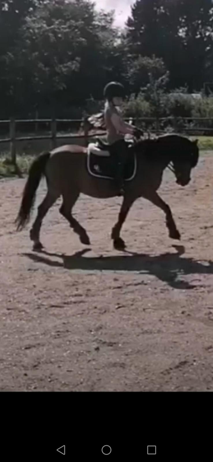 Welsh Mountain (sec A) Single wouds Eljo billede 3