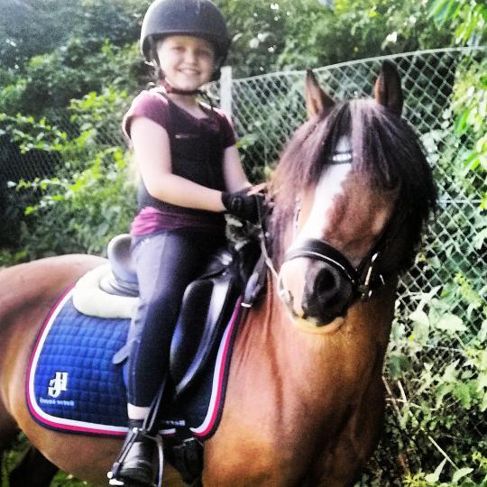 Welsh Mountain (sec A) Single wouds Eljo billede 5