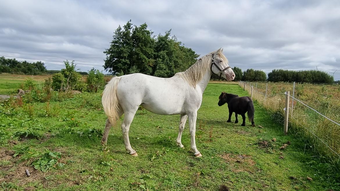Knabstrupper Snehvide SOLGT billede 1