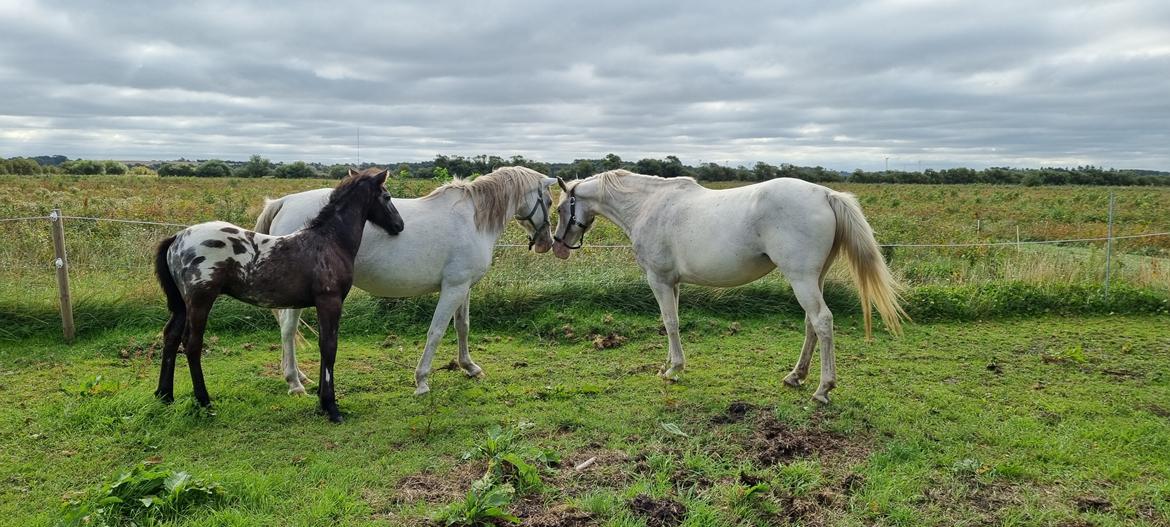 Knabstrupper Snehvide SOLGT billede 2