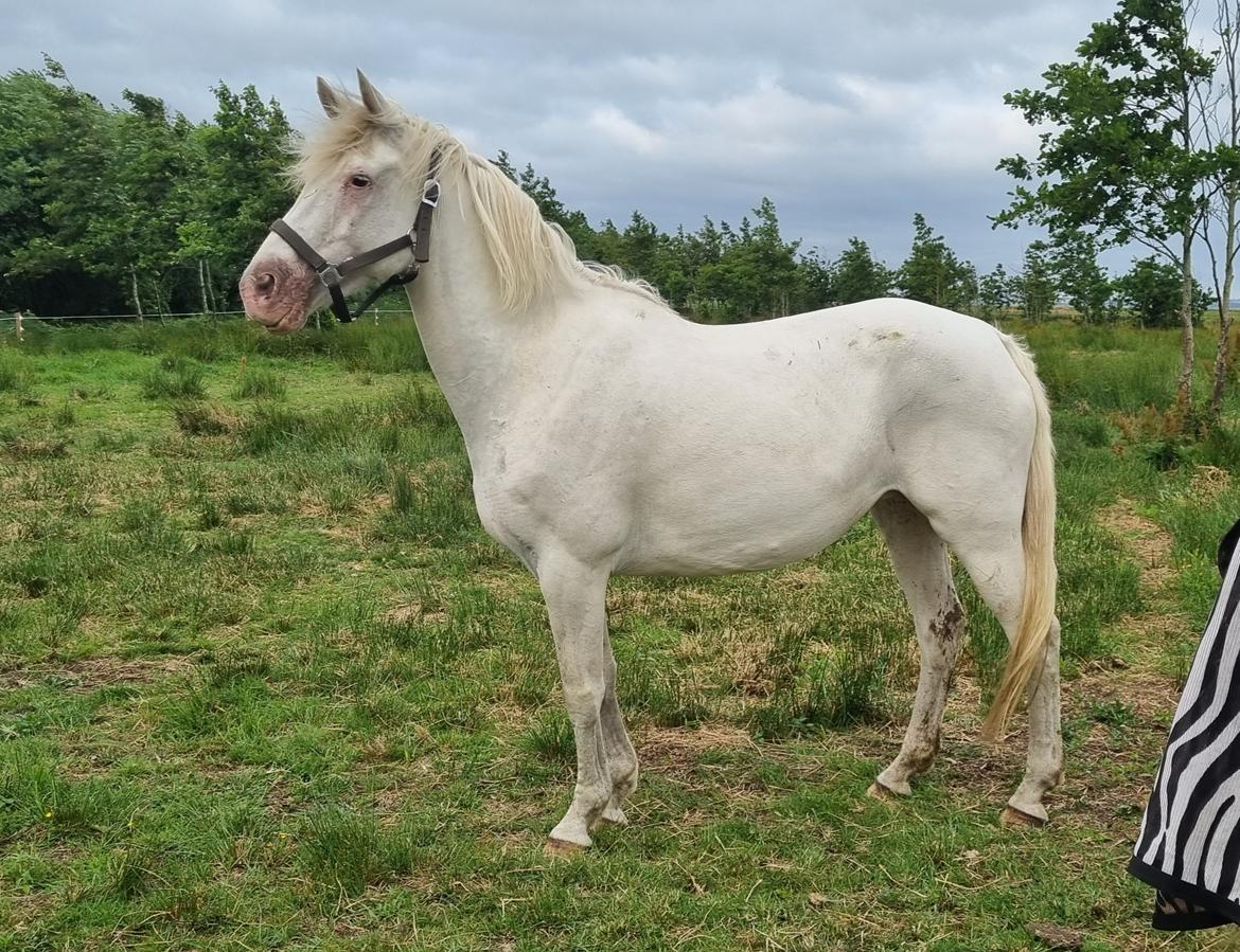 Knabstrupper Snehvide SOLGT billede 3