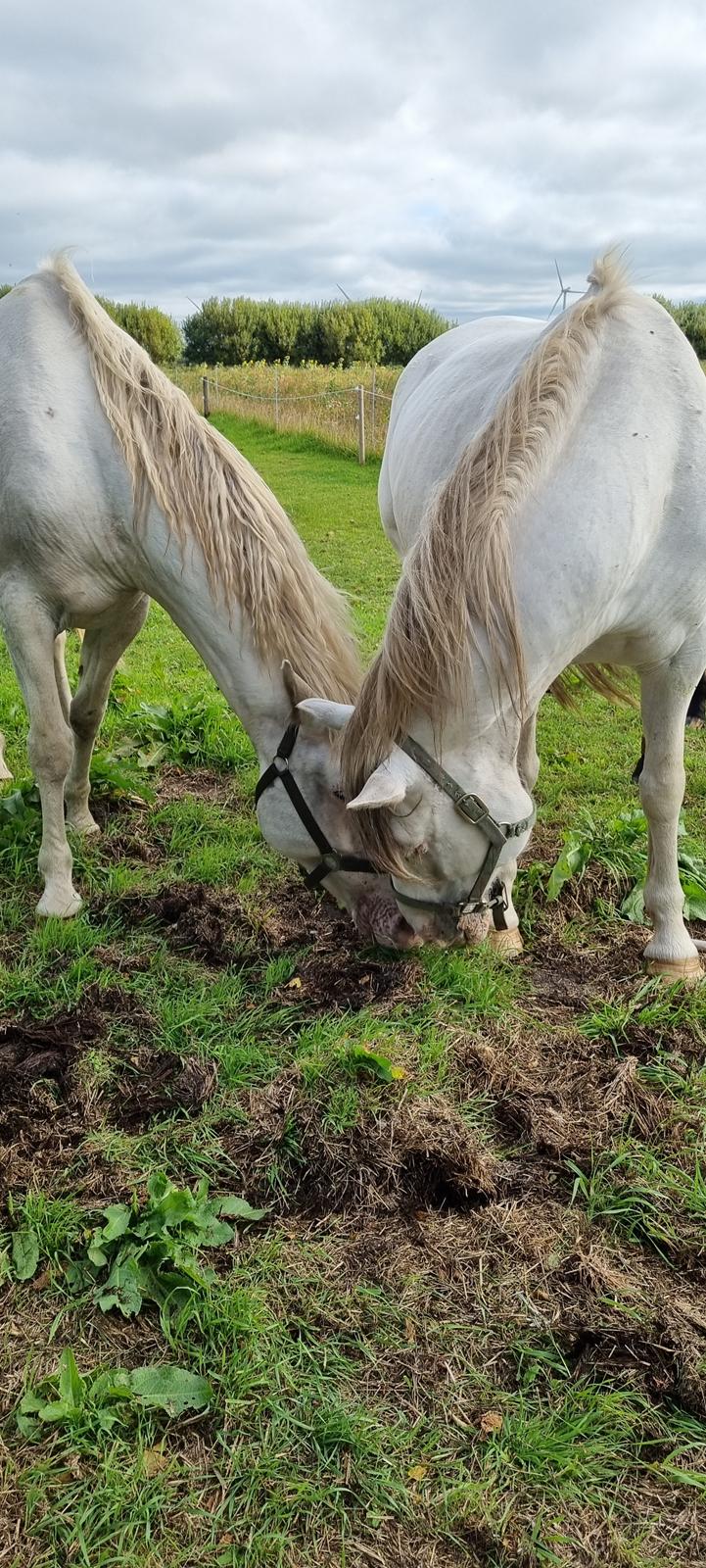 Knabstrupper Snehvide SOLGT billede 5