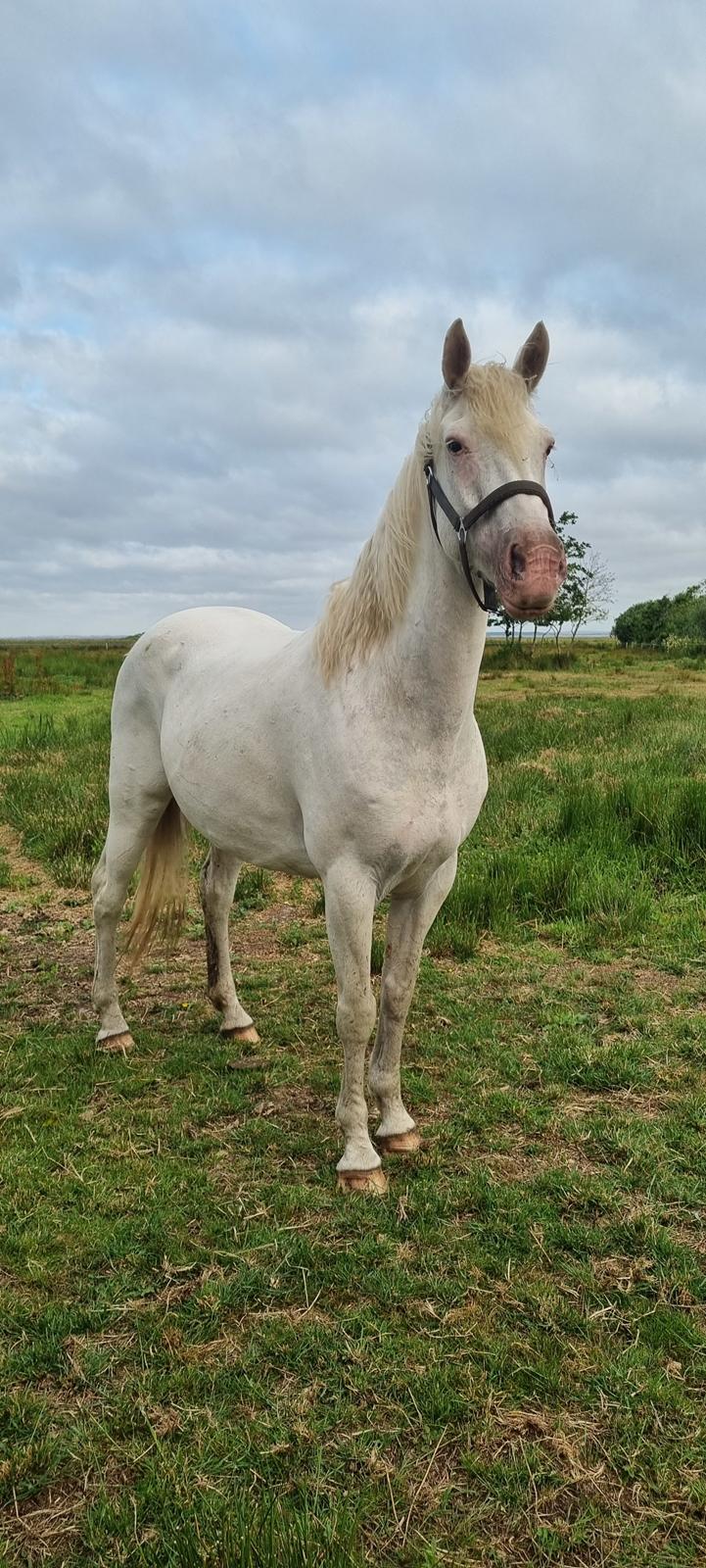 Knabstrupper Snehvide SOLGT billede 4