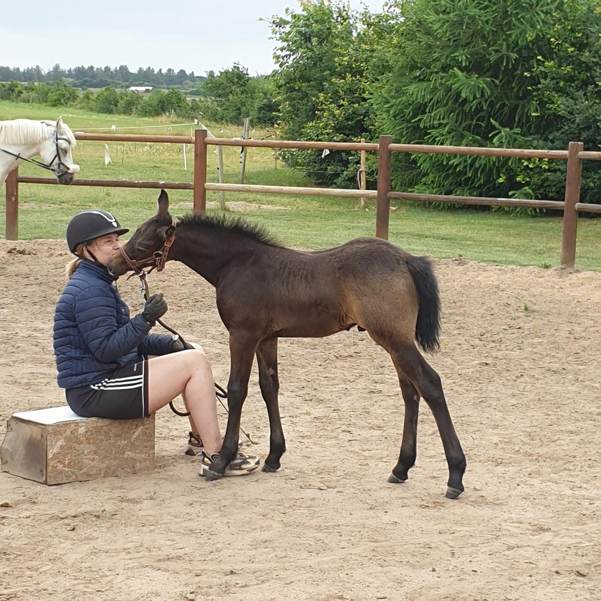 Connemara Ålskovs wannabee fearless billede 3