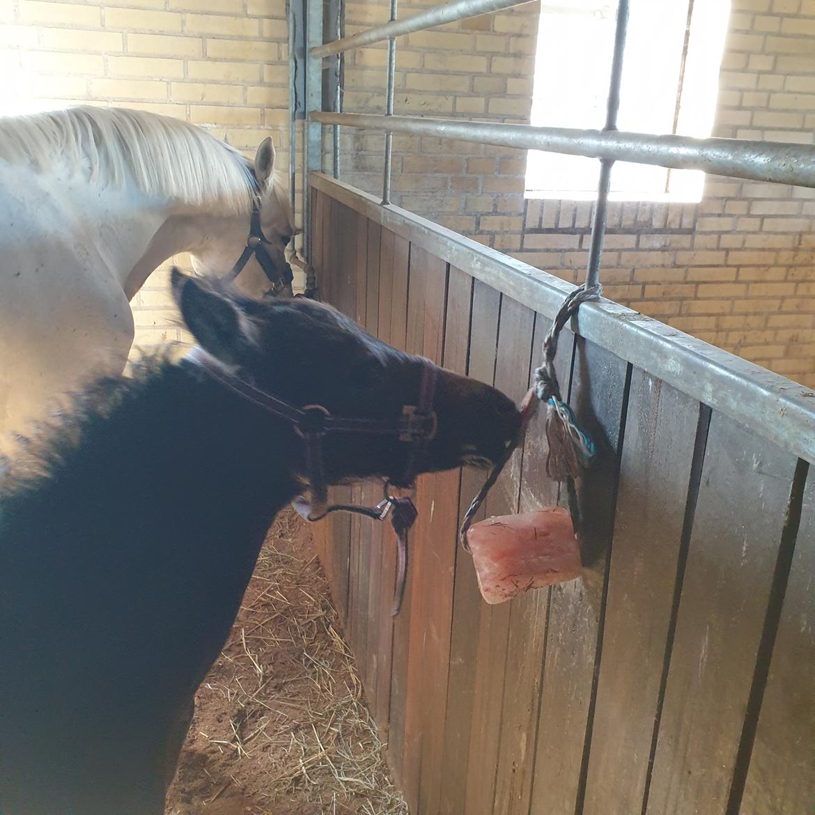 Connemara Ålskovs wannabee fearless billede 4