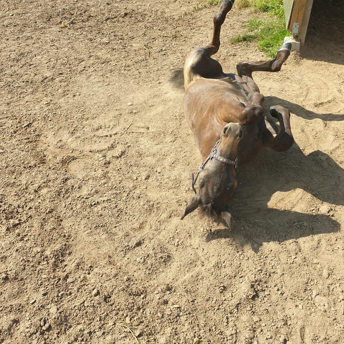 Connemara Ålskovs wannabee fearless billede 6