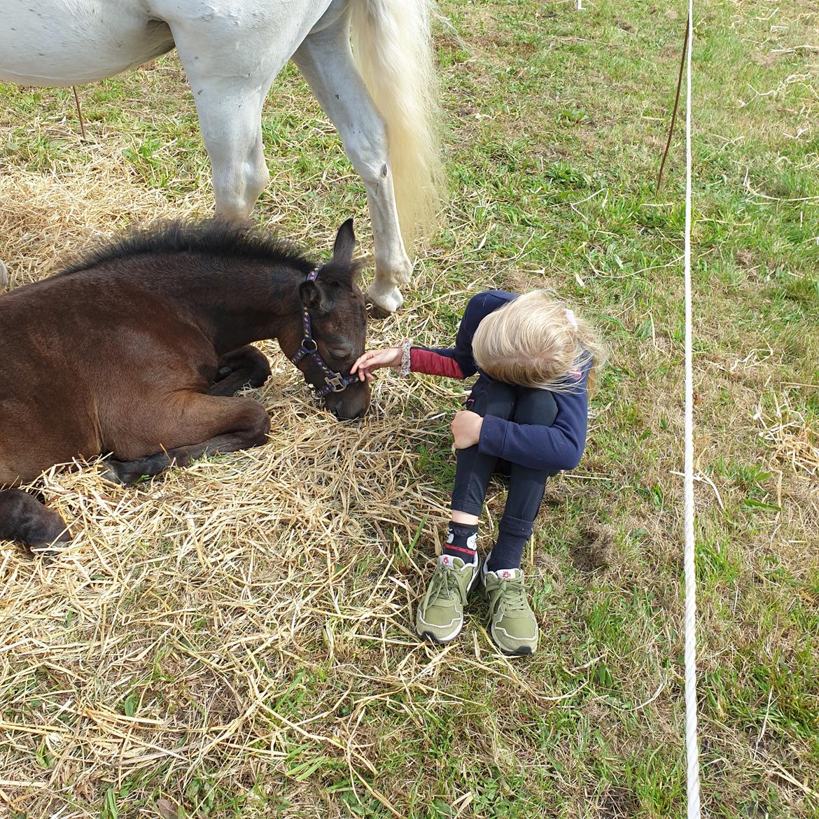 Connemara Ålskovs wannabee fearless billede 7
