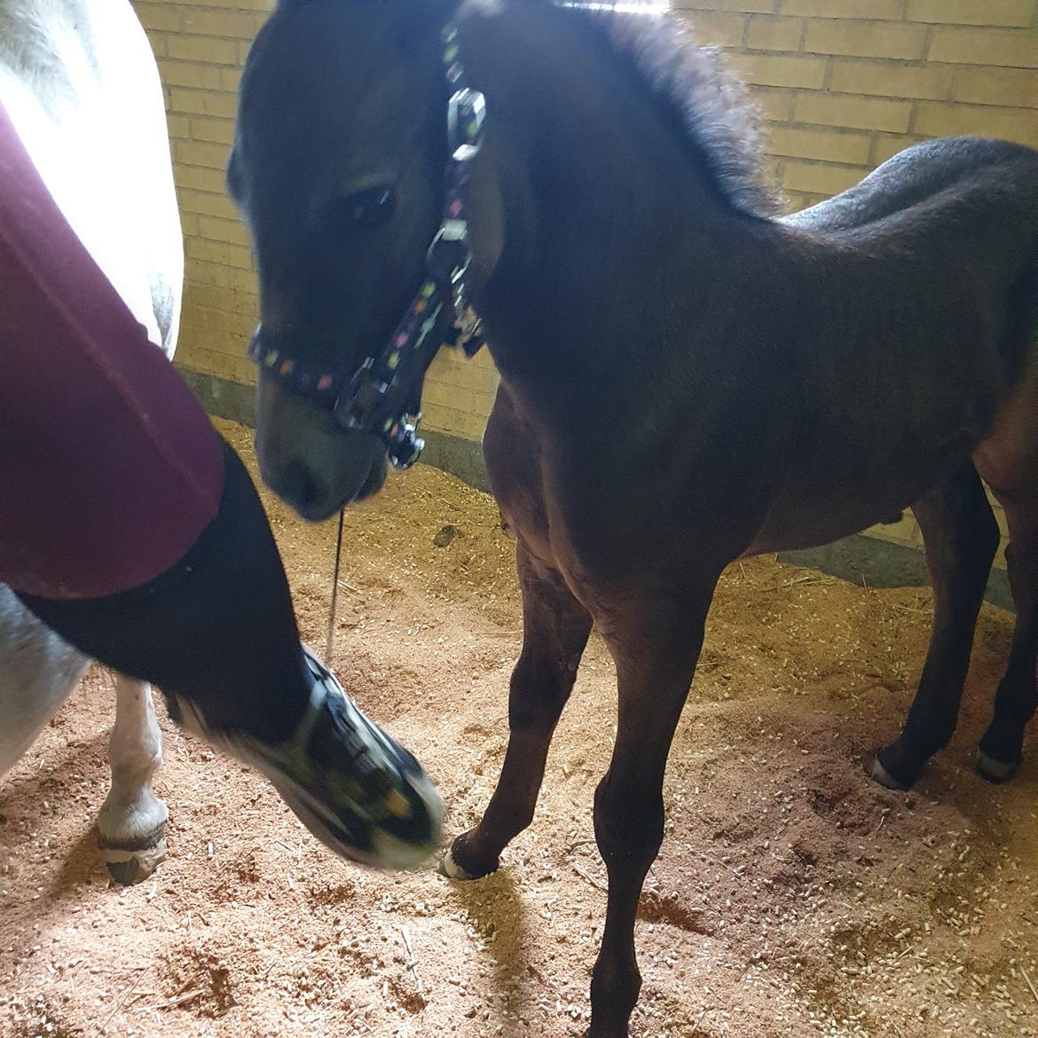 Connemara Ålskovs wannabee fearless billede 8