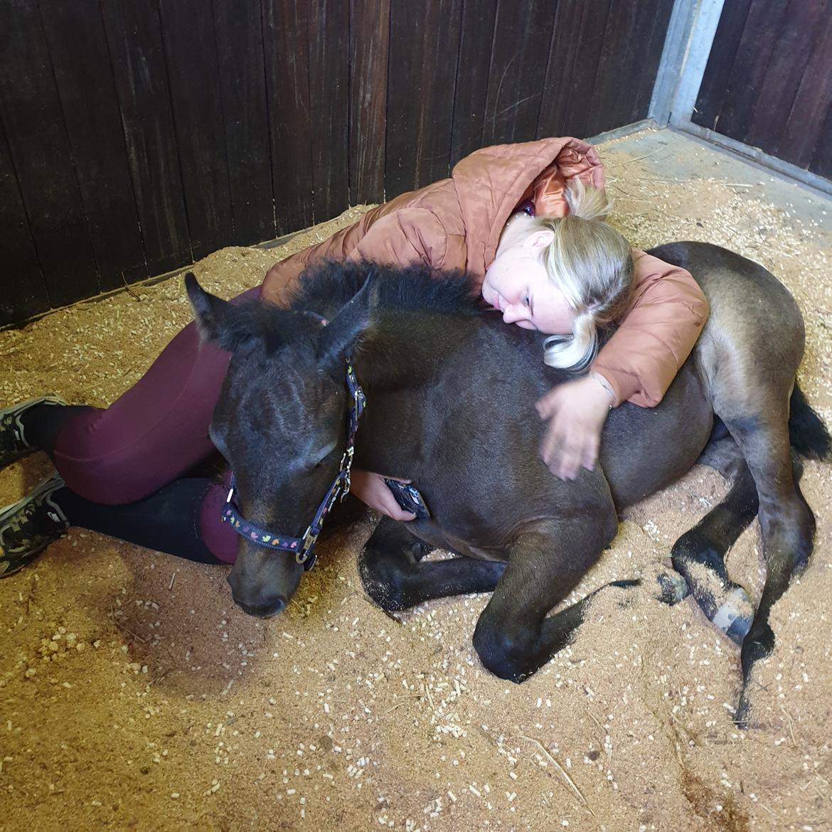 Connemara Ålskovs wannabee fearless billede 9