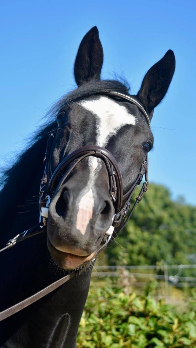 Oldenborg Solo Hit billede 1