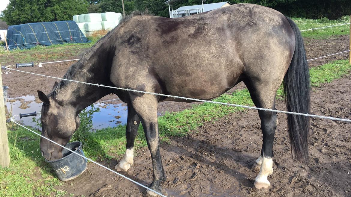 Oldenborg Solo Hit billede 3