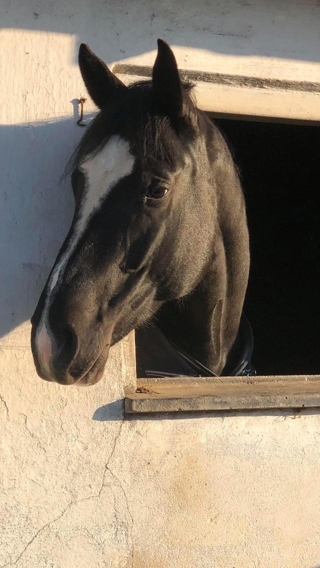 Oldenborg Solo Hit billede 4