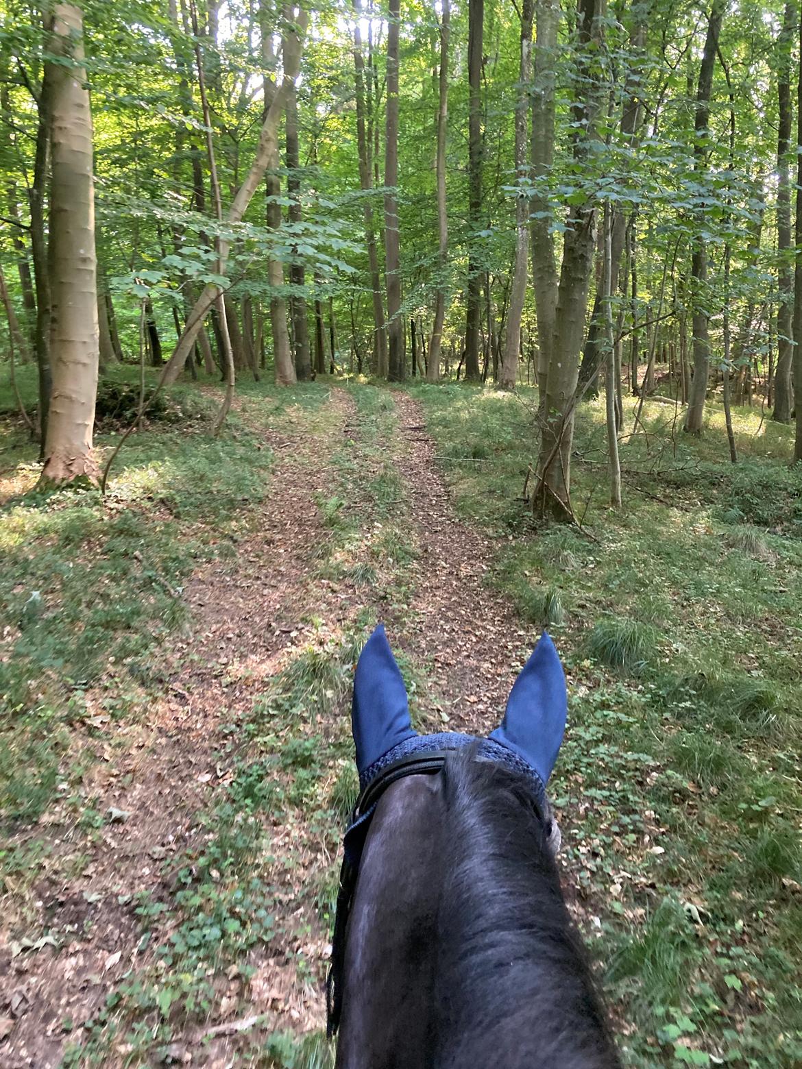 Oldenborg Solo Hit billede 5