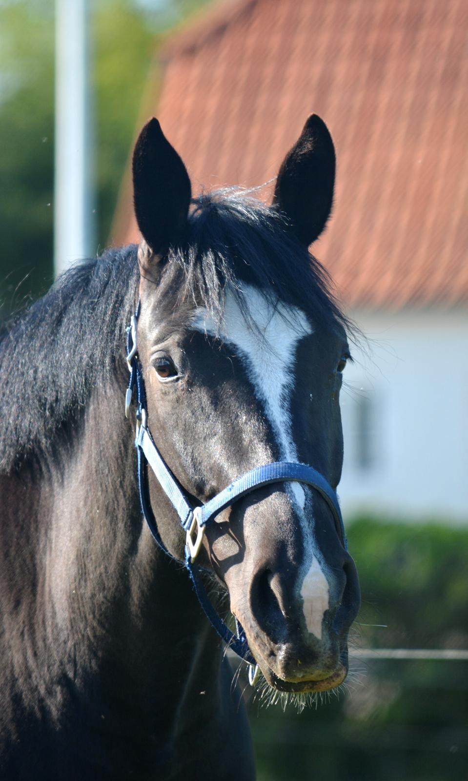 Oldenborg Solo Hit billede 6