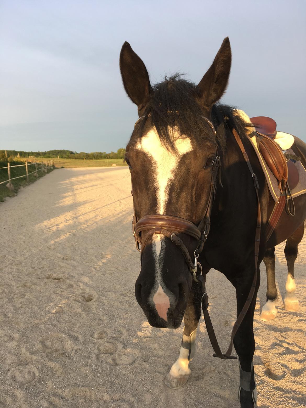 Oldenborg Solo Hit billede 7