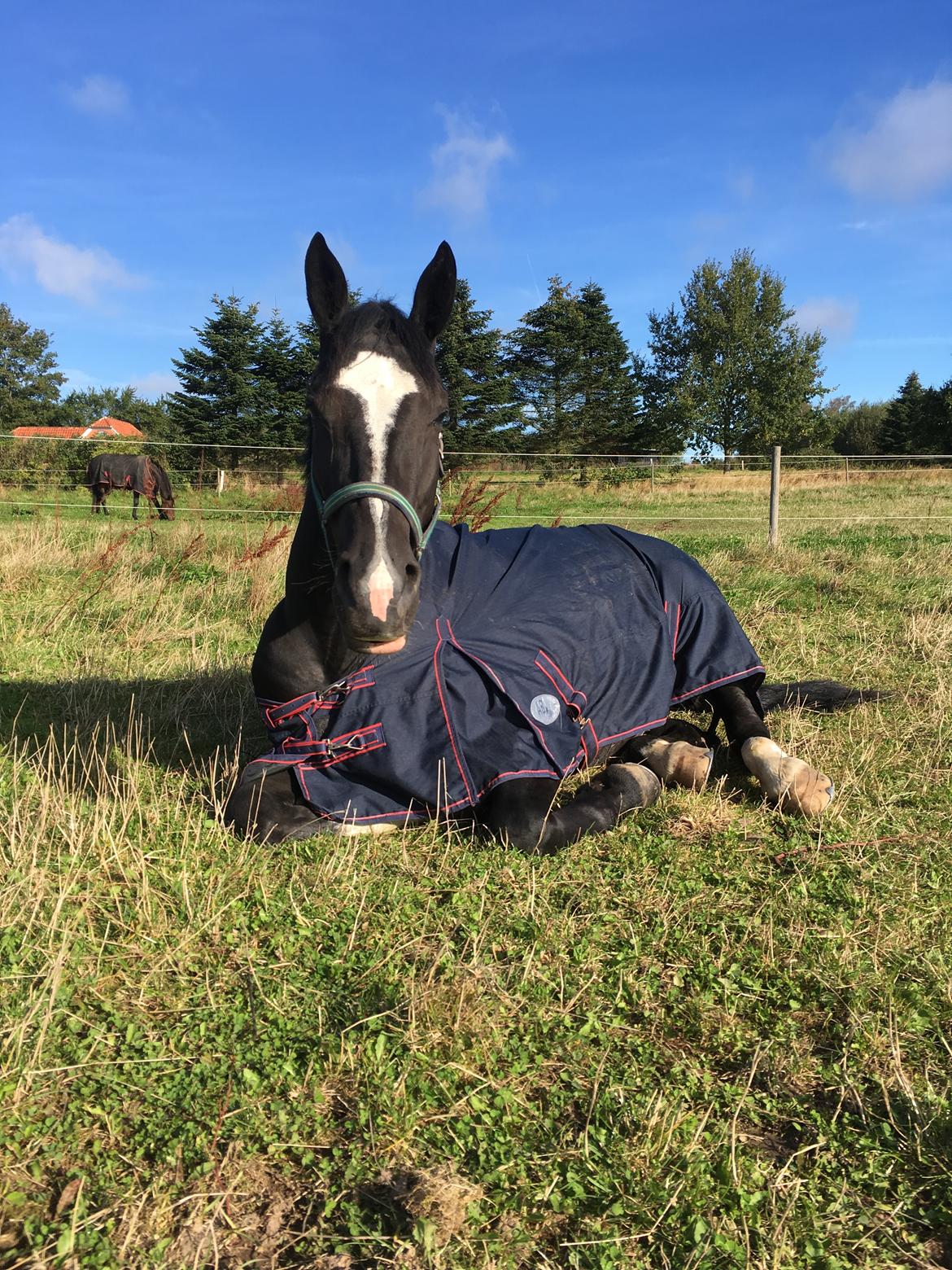 Oldenborg Solo Hit billede 10