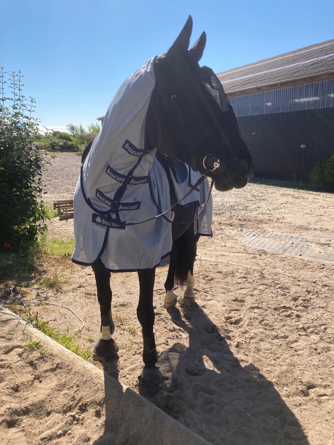 Oldenborg Solo Hit billede 11