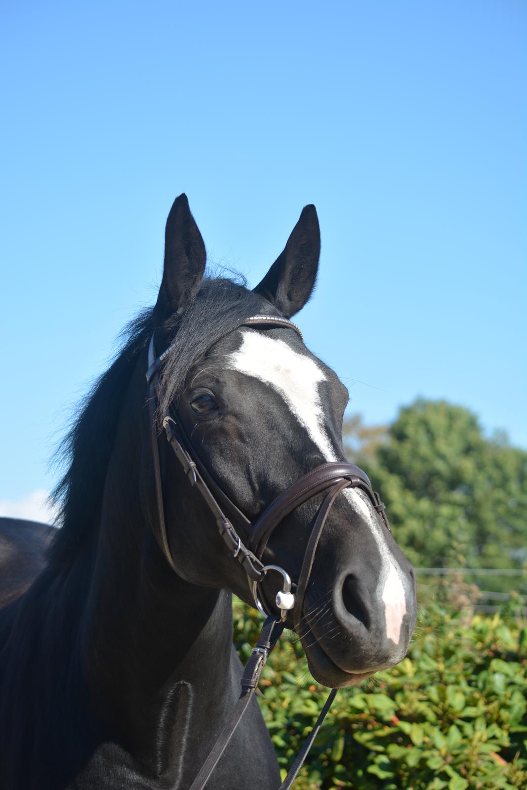 Oldenborg Solo Hit billede 12