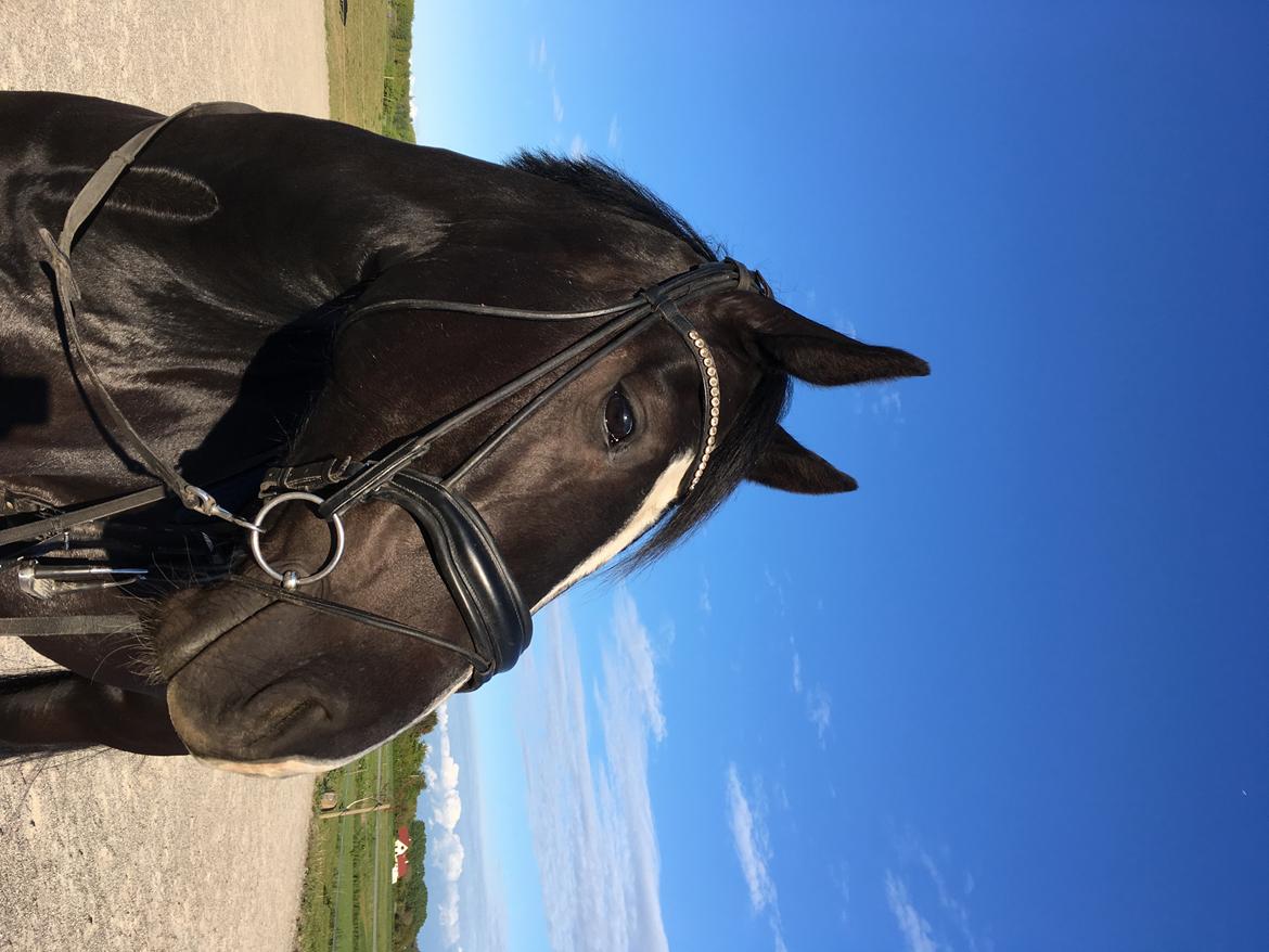 Oldenborg Solo Hit billede 8