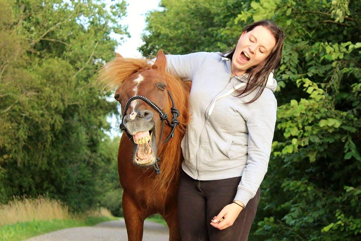 New Forest Grønvangs Surprise |Solleh| [R.I.P] billede 9