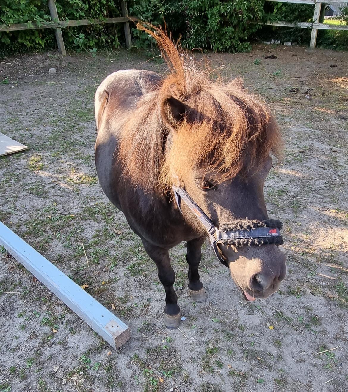 Anden særlig race I Luna billede 9