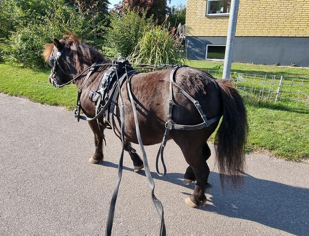 Anden særlig race I Luna billede 8
