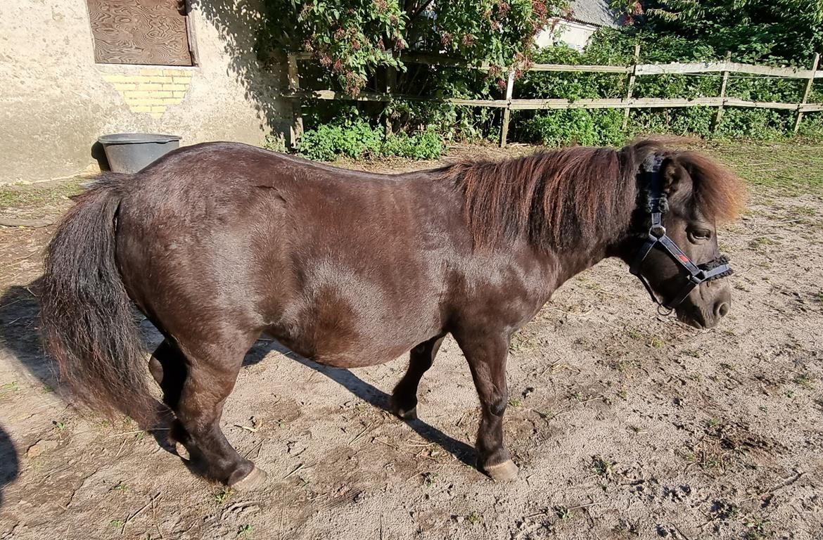 Anden særlig race I Luna billede 12