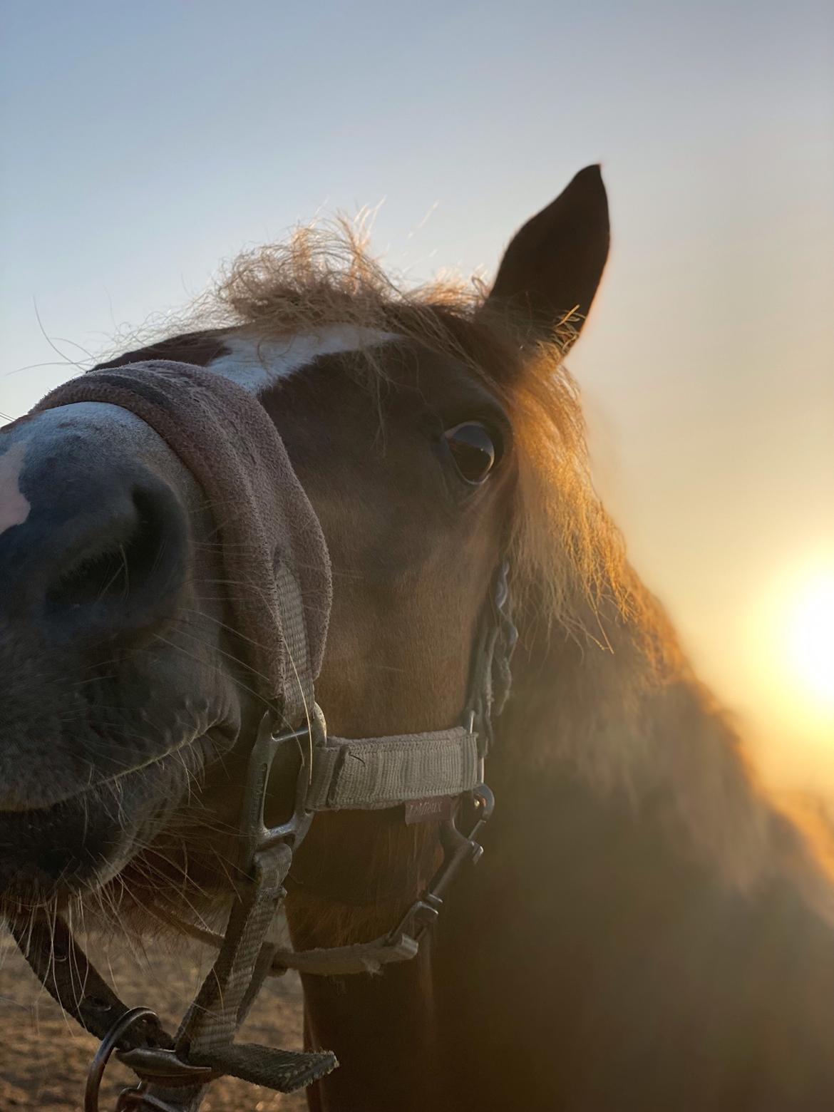 Welsh Pony (sec B) Bang´s la´mer billede 3