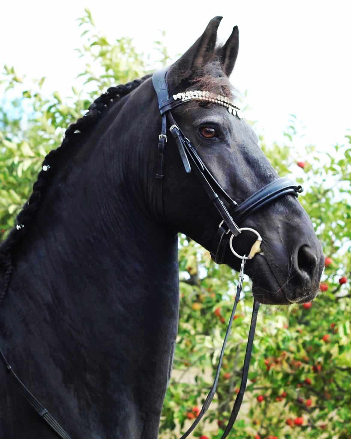 Frieser Zultan Von Indegaarden billede 1