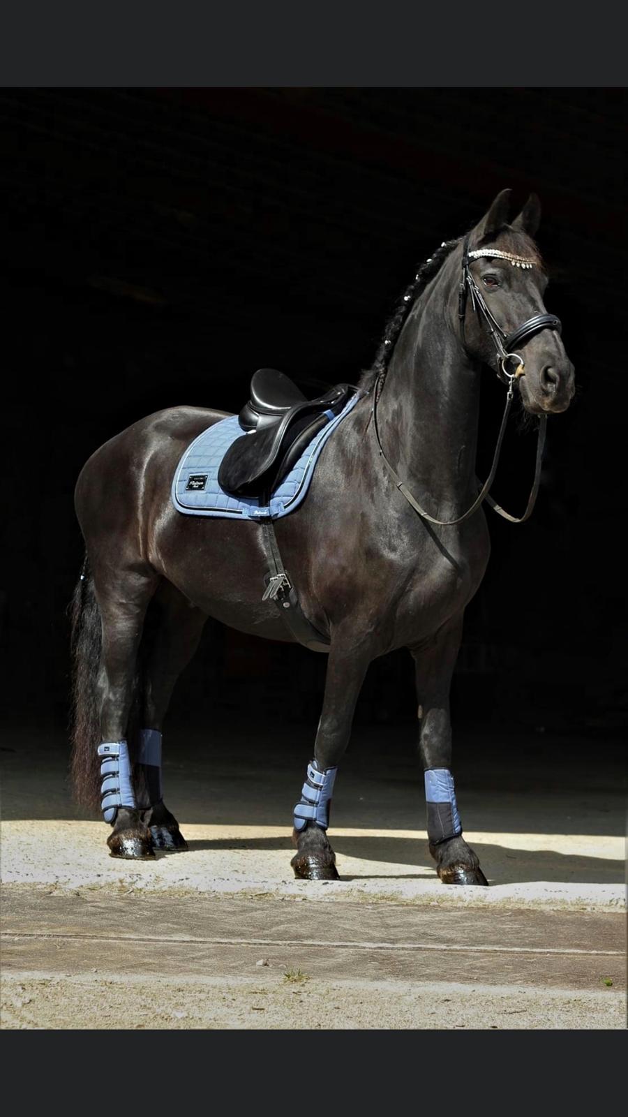 Frieser Zultan Von Indegaarden billede 3