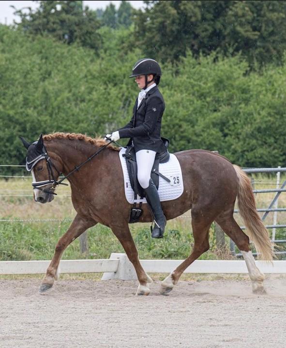 Welsh Pony (sec B) Bang´s la´mer billede 7