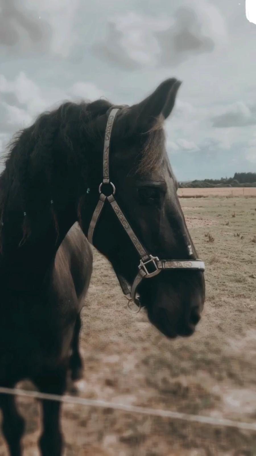 Frieser Zultan Von Indegaarden billede 4