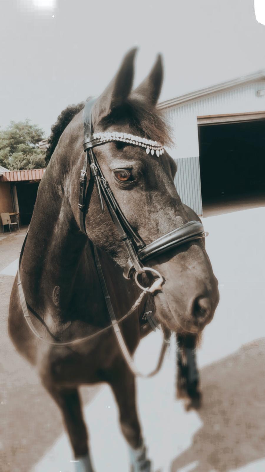 Frieser Zultan Von Indegaarden billede 5