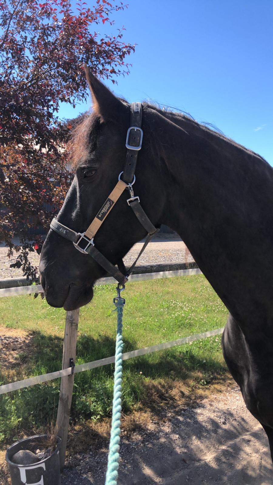 Frieser Zultan Von Indegaarden billede 6