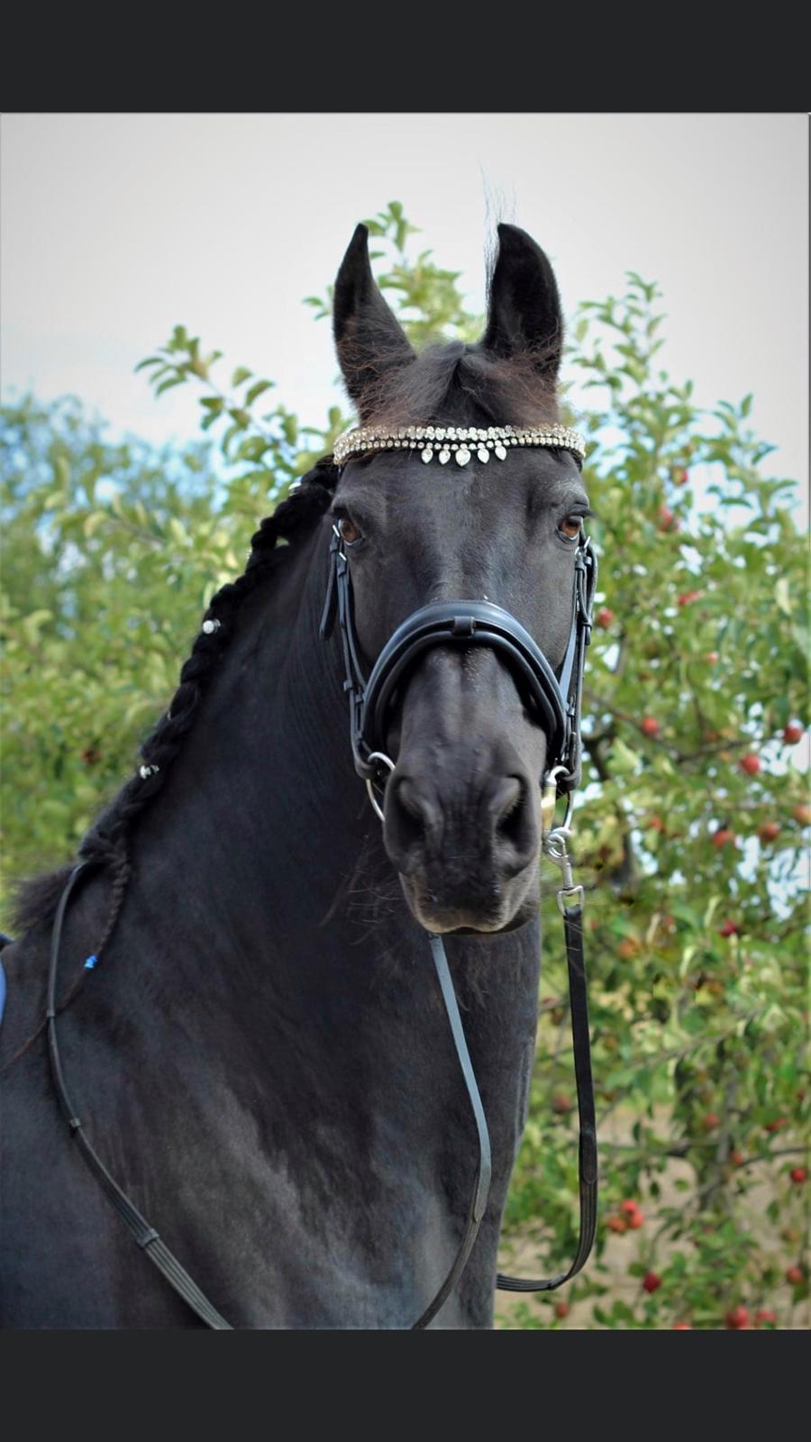 Frieser Zultan Von Indegaarden billede 2