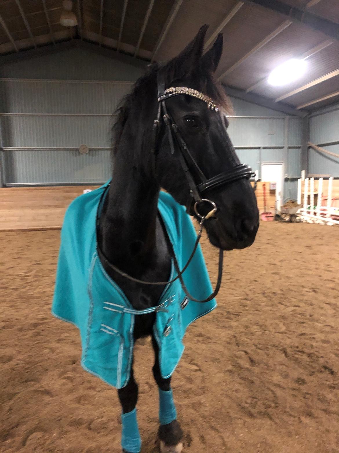 Frieser Zultan Von Indegaarden billede 8