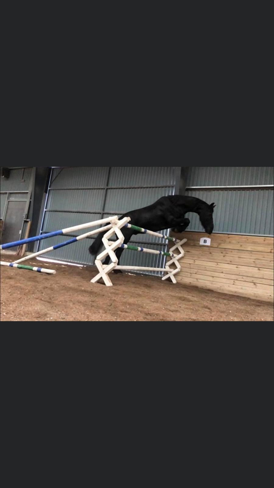 Frieser Zultan Von Indegaarden billede 9