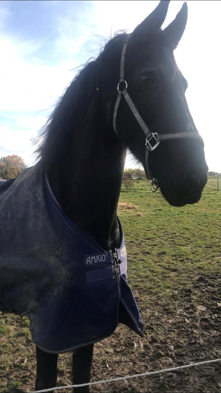 Frieser Zultan Von Indegaarden billede 10