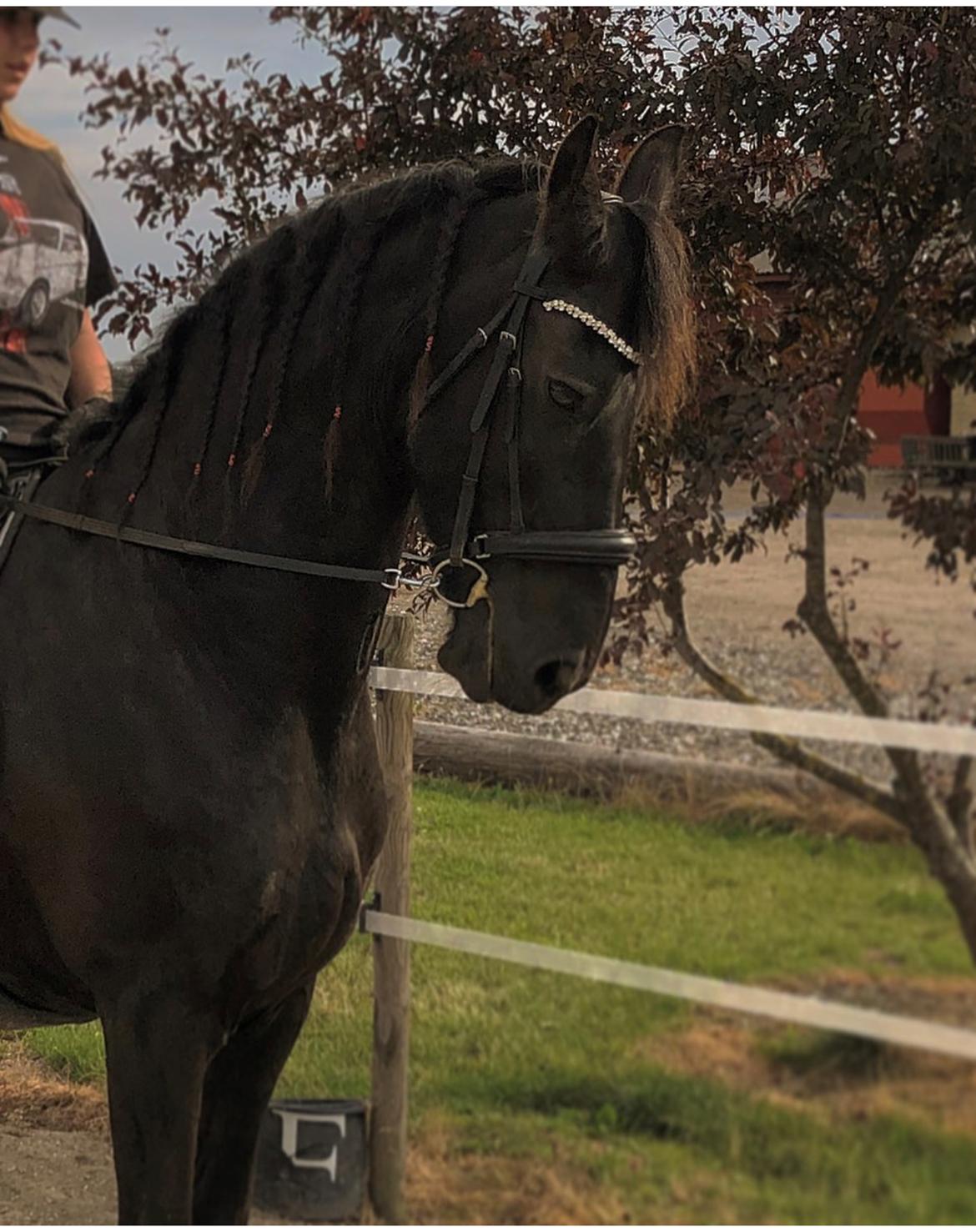 Frieser Zultan Von Indegaarden billede 11