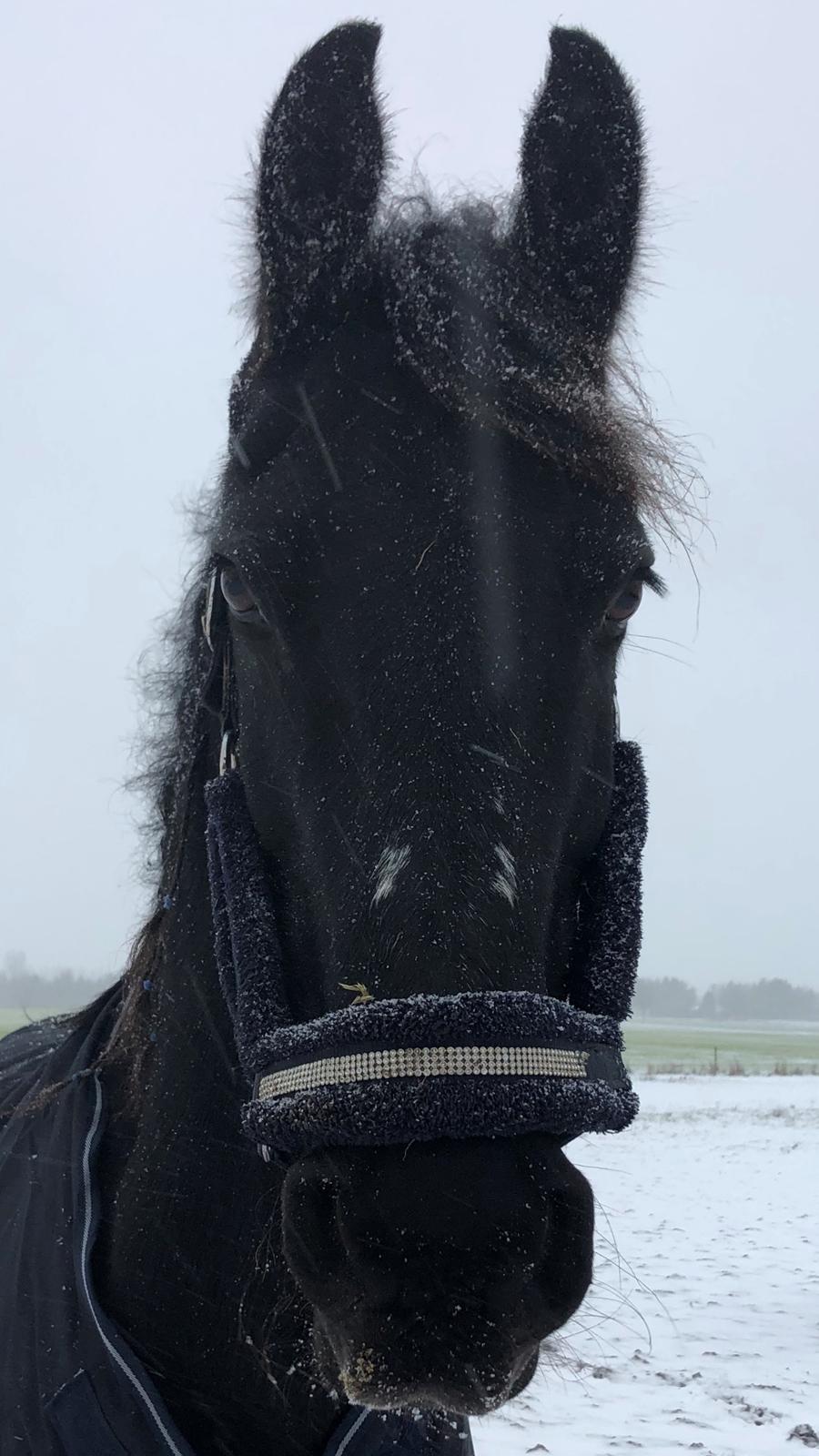 Frieser Zultan Von Indegaarden billede 7