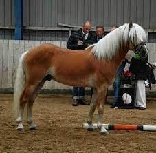 Haflinger Askmon Nordan billede 13