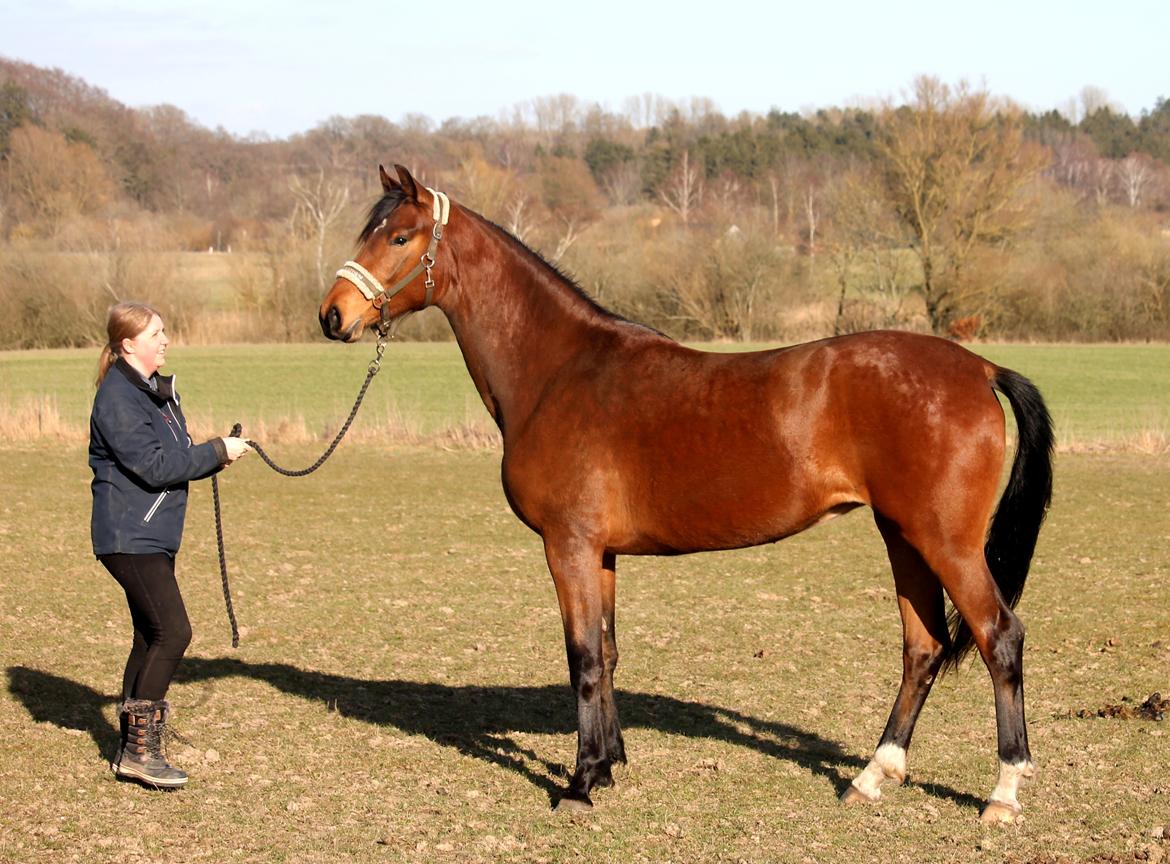 Tysk Oldenburger Bastbjergs Fleur de Lis (Fut Fut) billede 1